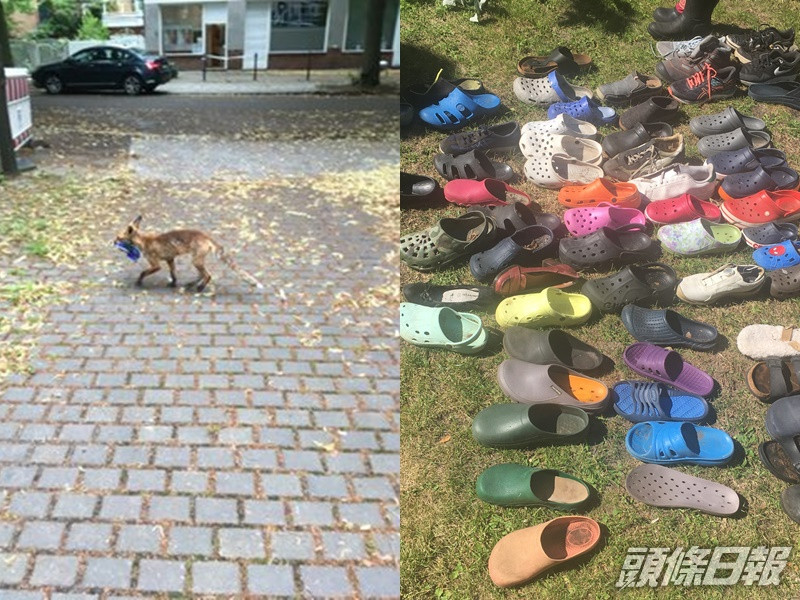 德國一隻狐狸偷走過百對鞋。FHackenbruch
圖片