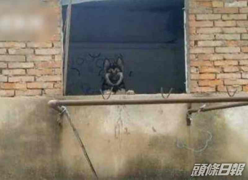 牧羊犬每日隔窗等候主人。網圖