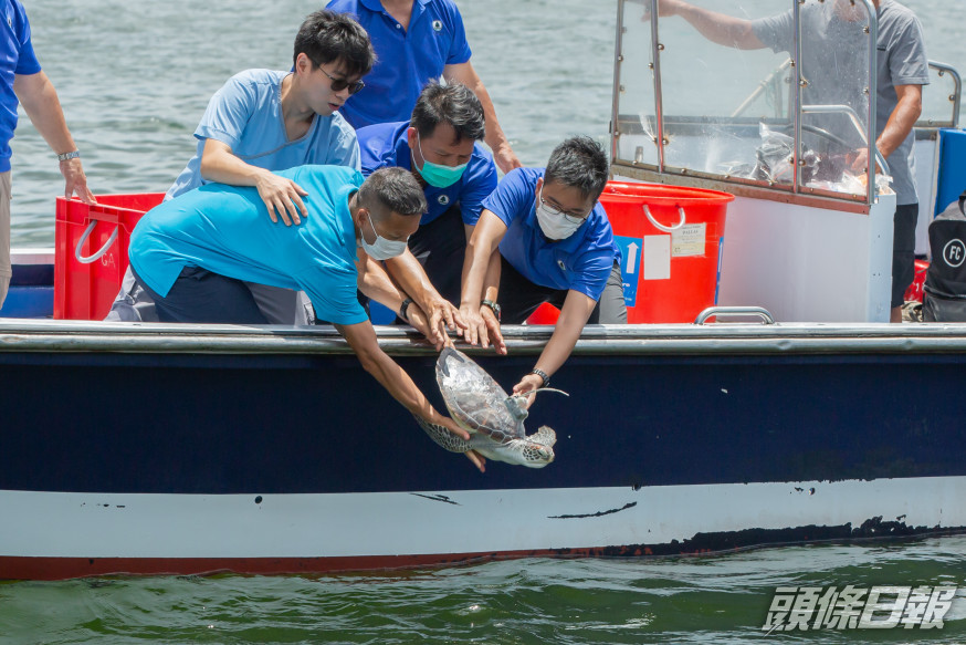 7隻綠海龜放生。海洋公園圖片
