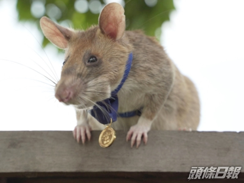 馬加瓦是第一隻獲得這項殊榮的鼠類動物。PDSA相片