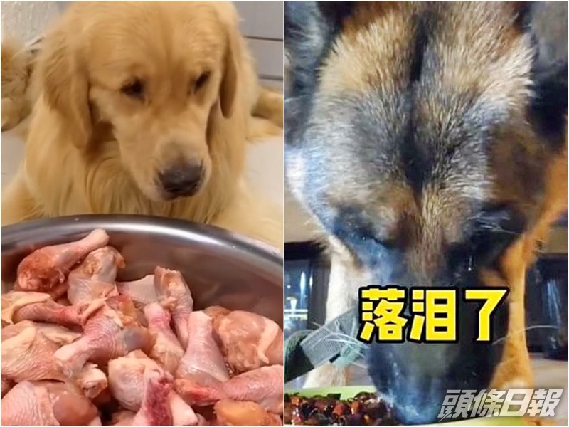 狗狗被逼「吃播」,進食古怪食物。網圖