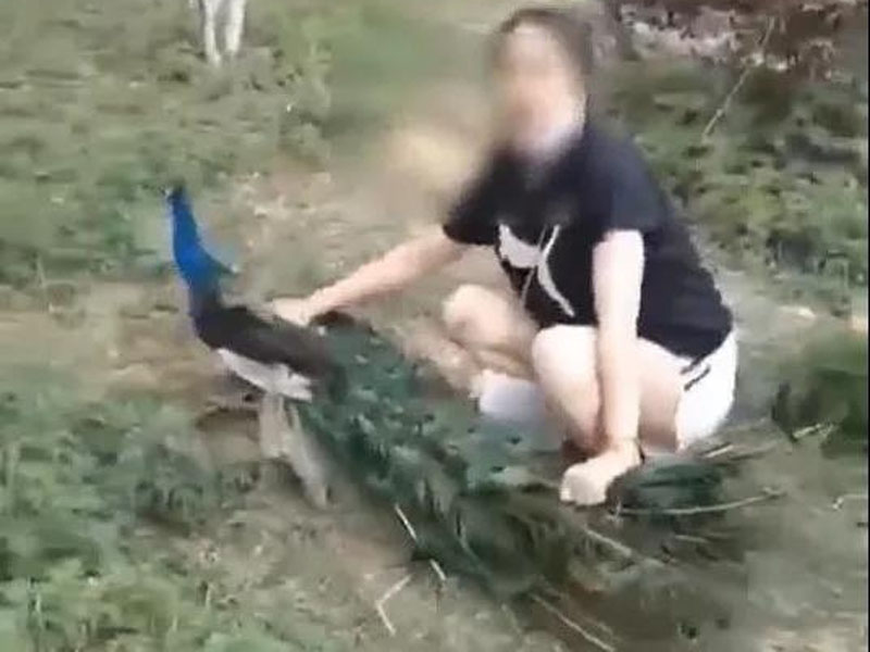 女遊客為求合影,抓扯孔尾羽按壓在地。(網圖)