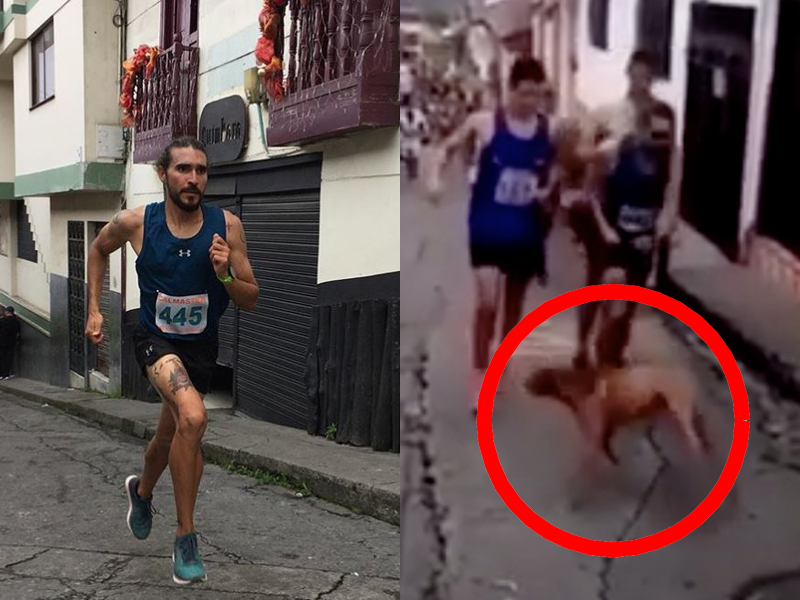 長跑選手踢飛擋路小狗 ,贊助商立刻解約,稱無法忍受暴力。(網圖)