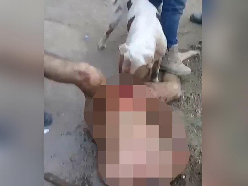 墨西哥幫派動用犬刑懲罰一名性侵嫌犯。(網圖)