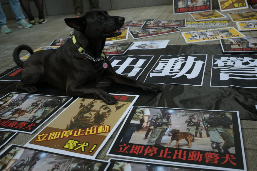 民主派議員及動保界投訴警方無為警犬戴裝備及濫發催淚煙傷害社區動物。