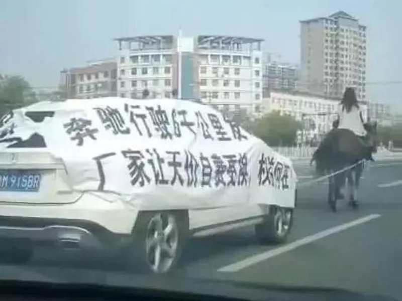 創意維權?女子騎馬拖平治拉橫額。(網圖)