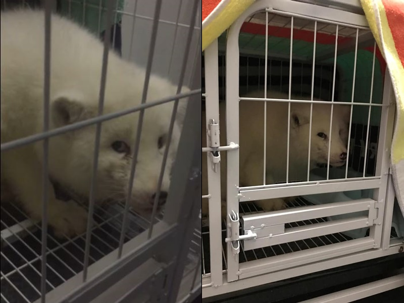 小白狐交漁護署。網上圖片