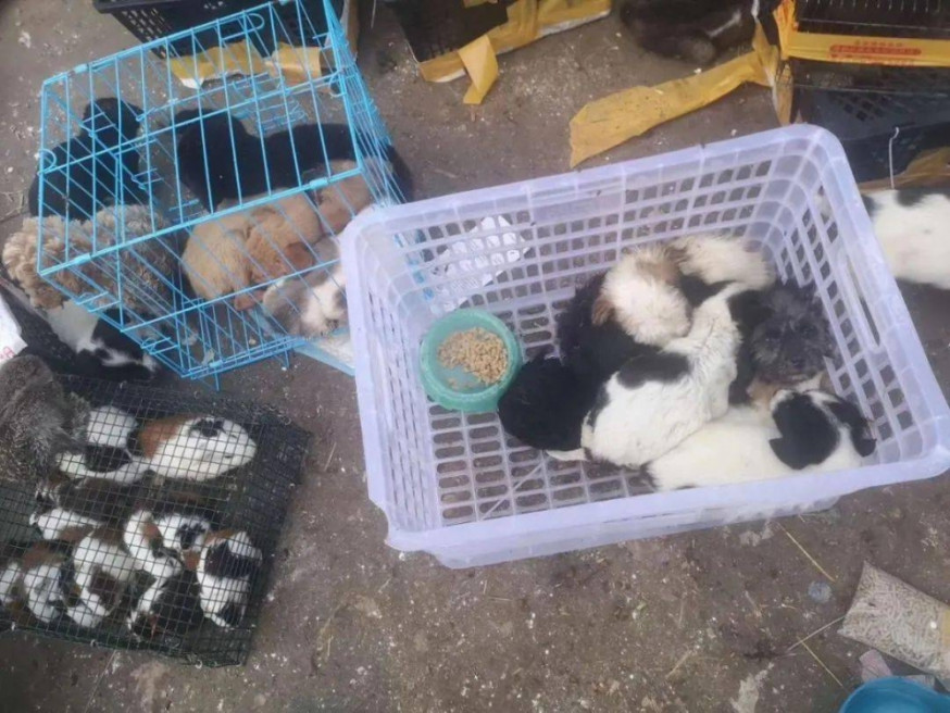 河南數萬寵物因運輸滯留死在快遞箱。(網圖)