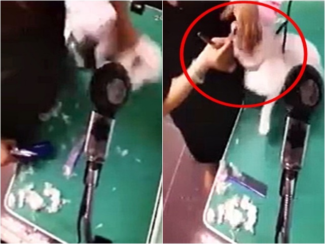 香港動物報FB