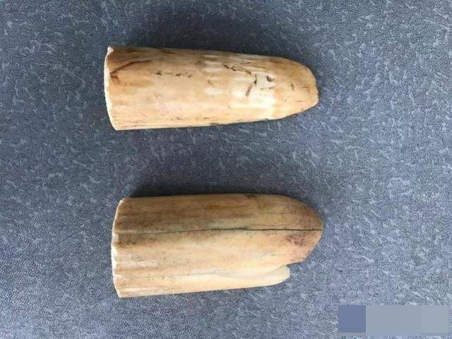 深圳海關檢獲的走私河馬牙。