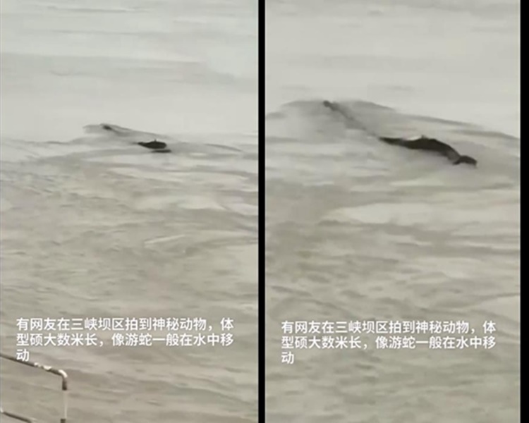網民影到三峽壩區疑似出現水怪。網圖