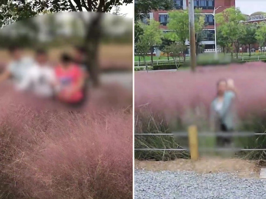 鄭州濕地公園內「粉黛草」景色誘人,遊客不自律走入圍欄,損毀植物。