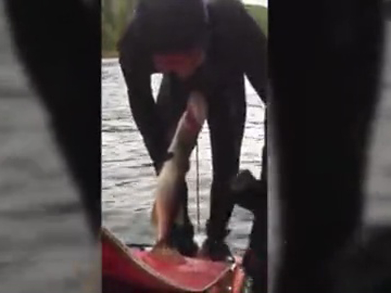 俄羅斯一名男子捕魚時,慘遭狗魚咬下體不放,尷尬向朋友求助。(網圖)