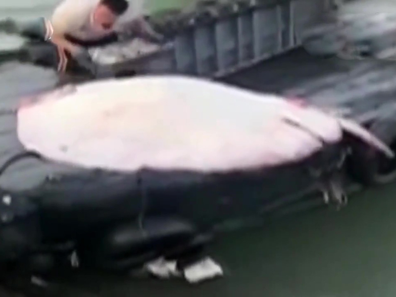 巨型「魔鬼魚」驚現汕尾碼頭!8名壯漢才能拖動。(網圖)
