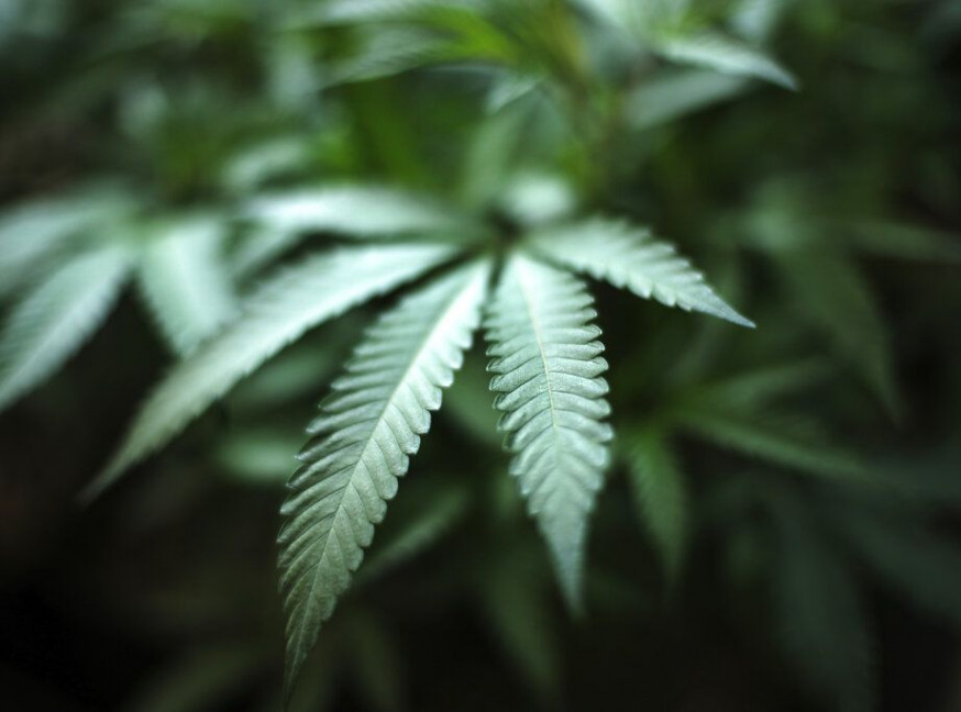 大麻。AP示意圖片