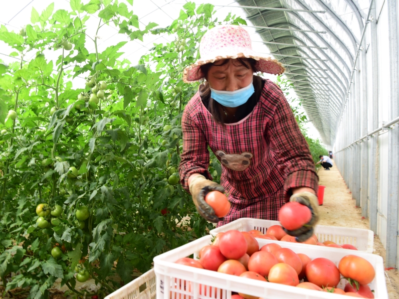 李克強指確保實現脫貧攻堅目標,促進農業豐收農民增收。新華社圖片
