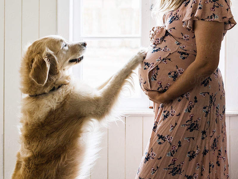 奶奶不讓懷孕的媳婦養狗,於是把她養了7年的愛犬偷偷扔了,女子一怒之下墮胎。示意圖