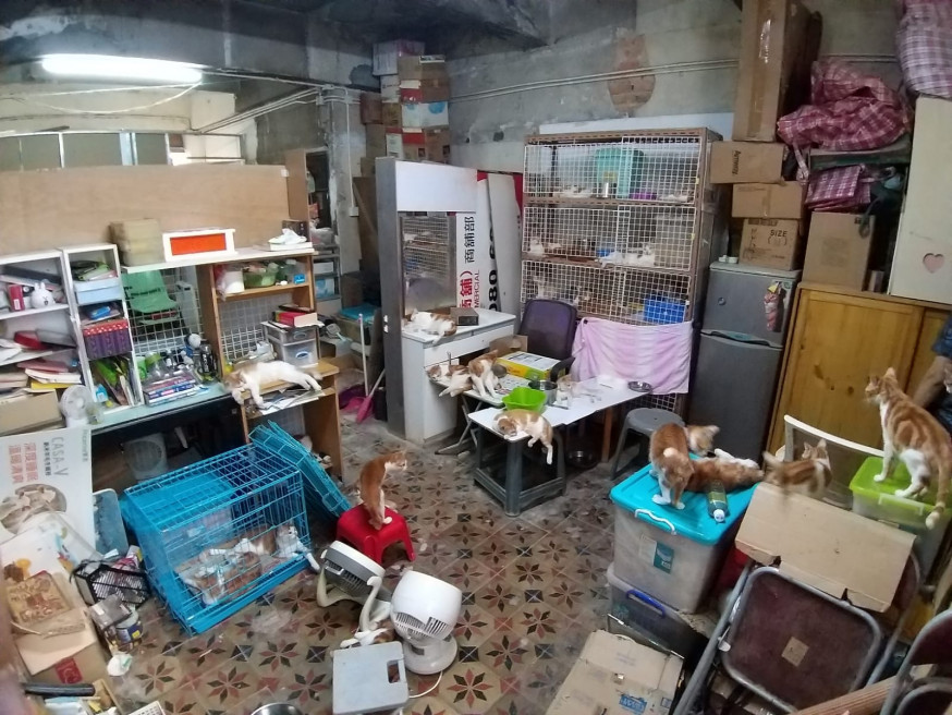 執達吏表示已經解決了貓隻的問題,愛協督察無需要提供協助。