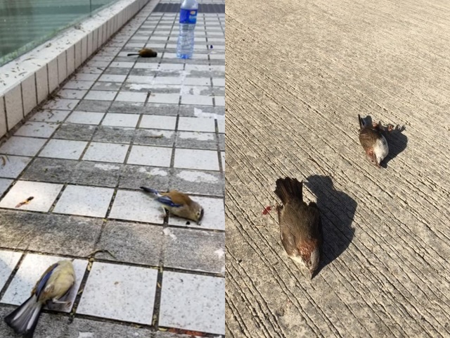 近日香港街頭出現大量死亡雀鳥。左圖為中大附近,右為沙田附近。 FB圖