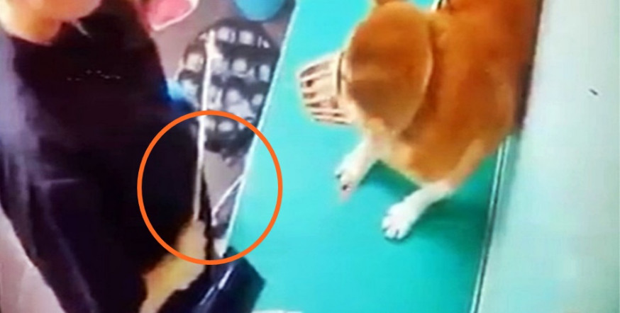 柴犬被藤條打。影片截圖