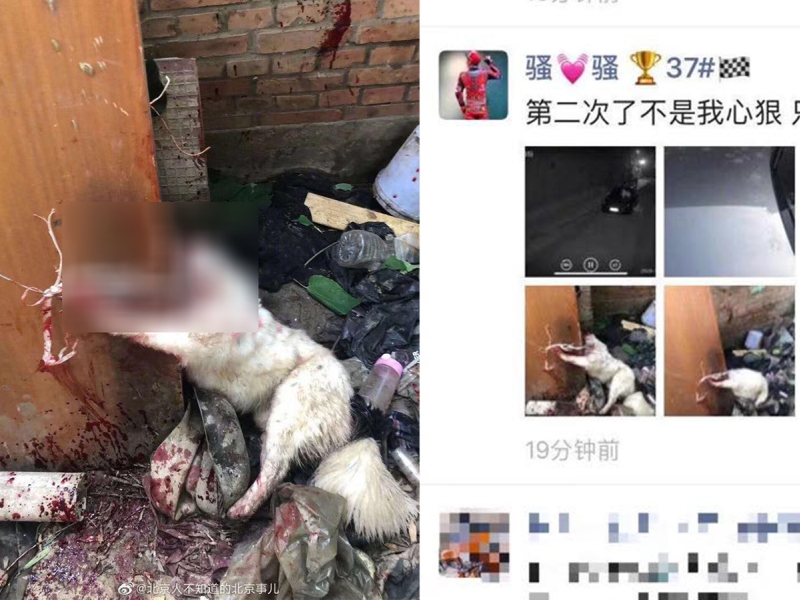 北京電單車賽車手殘忍地把流浪狗斬首虐殺,事後將相關照片張貼在他的微信朋友圈上。(網圖)