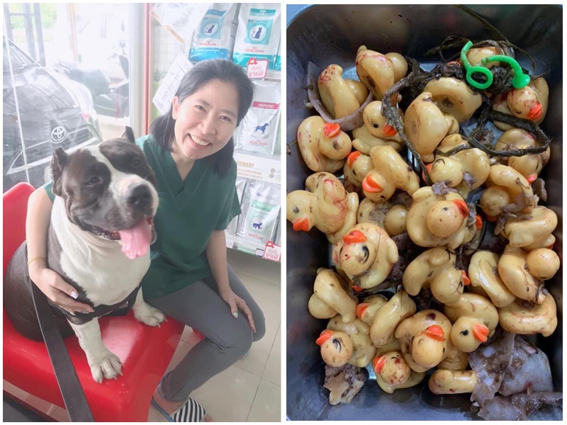 狗狗肚裏藏有32隻塑膠小黃鴨,獸醫呼籲不要再買塑膠小黃鴨了這 ,並非首單事件。獸醫FB