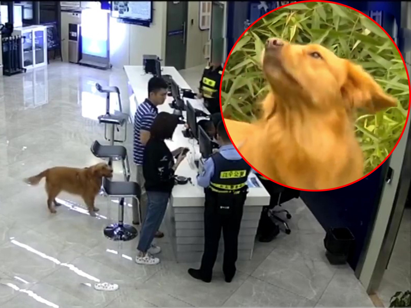 意外救人立大功,南京金毛犬「小七」忽然爆紅!(網圖)