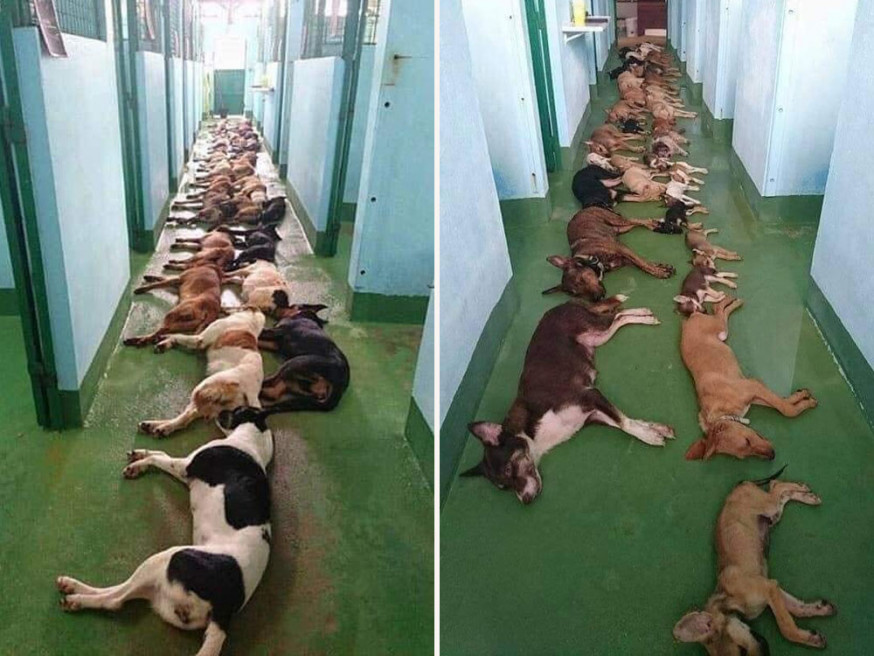 FB圖片