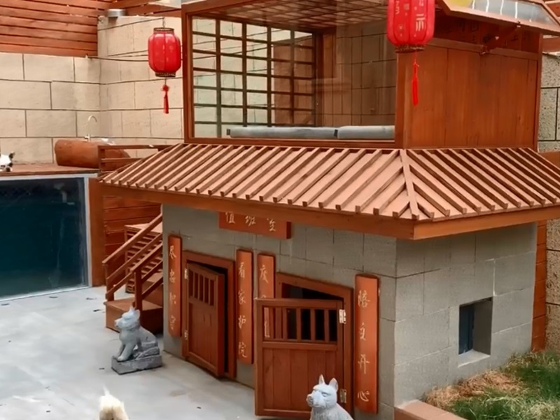 江蘇狗主人花過萬元為狗建豪華別墅,有泳池烘乾房。影片截圖