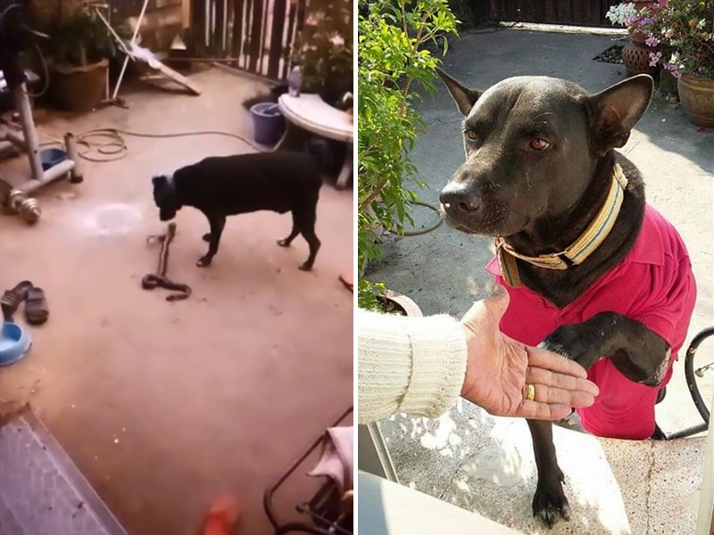 近日泰國一名網民在Facebook上分享自己的忠犬與眼鏡蛇搏鬥的英勇片段。Kirana Lekkhen FB圖片