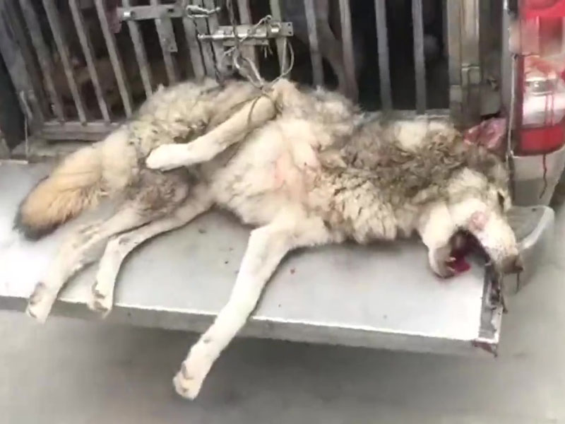 湖北鄂州逃走的狼,已被獵犬抓獲,當場斃命。(網圖)