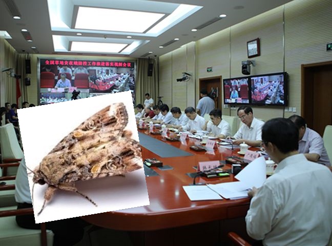 農業農村部召開全國草地貪夜蛾防控工作推進落實視頻會議。網圖