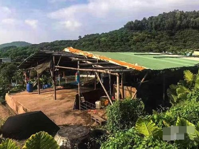 東莞非法私宰豬場。網圖