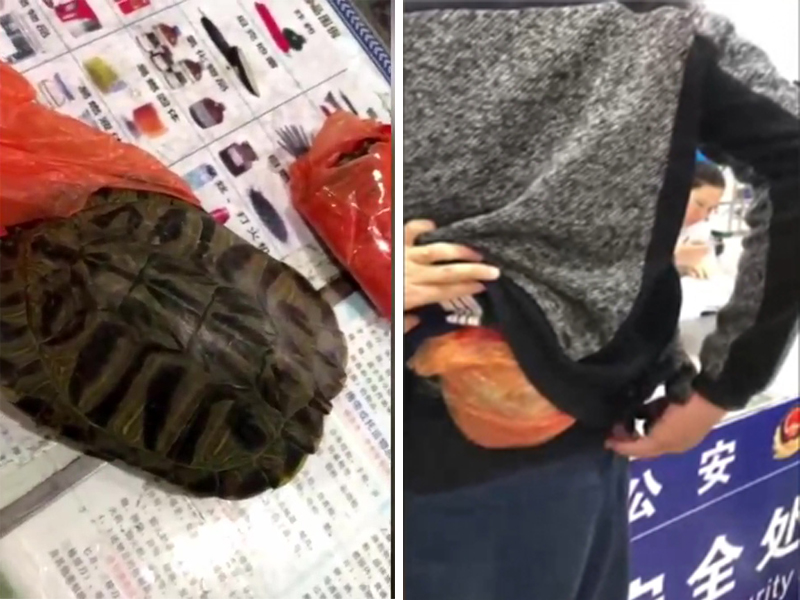 男子腰纏3隻活烏龜過安檢,聲稱寧願「割肉」也不交出。(網圖)