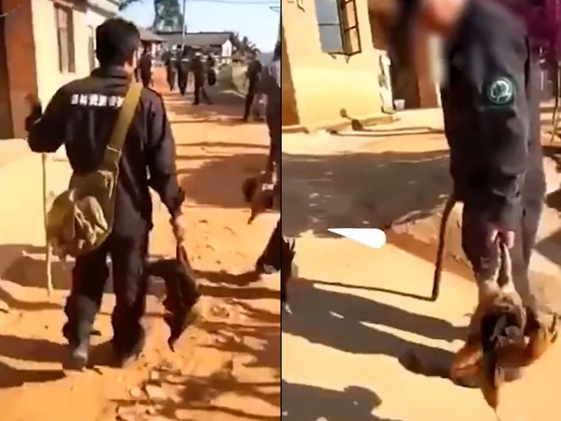 有網民指,雲南普洱瀾滄縣為了迎合上級檢查,打死居民放養的家禽。網圖