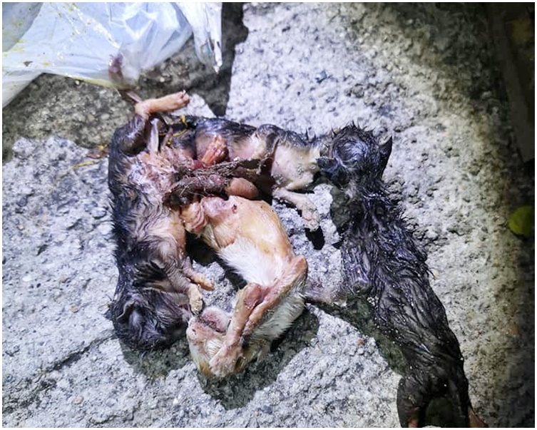 膠袋內裝有4隻手腳被繩綁著的初生小貓。FB「幸福快樂動物園」圖片
