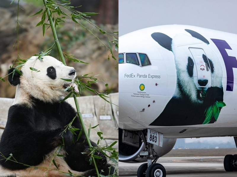 在美國出生的大熊貓貝貝,搭乘聯邦快遞專機安全回國。(網圖)