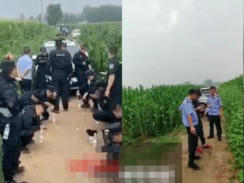 河北12歲女遭綁架撕票藏屍粟米田。 網圖