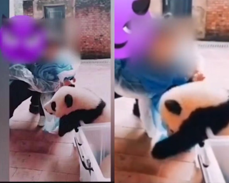 片中見兩人僅穿淺藍色的隔離衣無戴手套摸向大熊貓。網圖