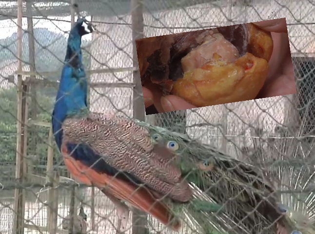 獸醫師指,有異物卡在孔雀的輸卵管內。網圖