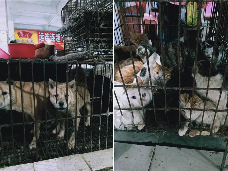 桂林野味市場發現仍有店舖出售動物,衛生情況惡劣,籠內是受驚的小貓和小狗。(網圖)