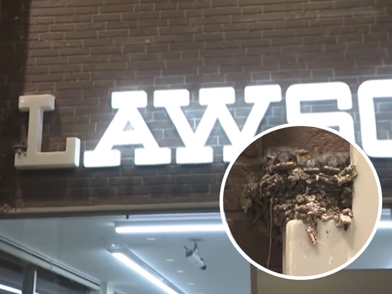 暖心的店長不忍心打擾燕子一家,於是一直沒有亮起面前招牌燈的「L」。網圖