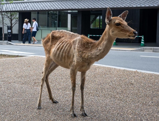 日本奈良公園部分野生鹿瘦到皮包骨。(產經新聞)