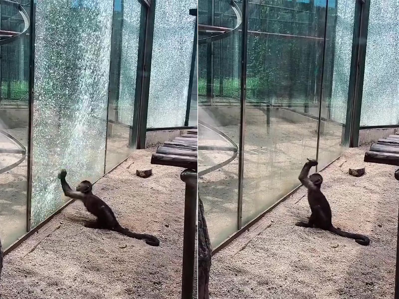 動物園猴子用石頭砸裂玻璃。(網圖)